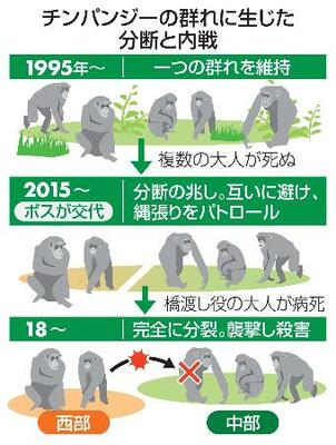 　チンパンジーの群れに生じた分断と内戦