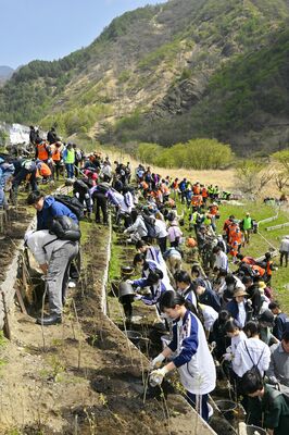 植樹を行う多くの参加者＝２５日午１０時、日光市足尾町