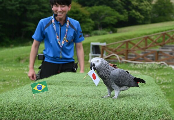 日の丸をくわえ、日本代表の勝利を予想するオリビア＝28日午後、那須町大島