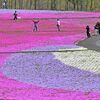 足元に広がる花のじゅうたん　市貝でシバザクラ見頃、モニュメントも設置