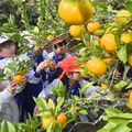 那須烏山市国見地区でミカンの収穫期迎える　地元小学生がミカン狩りを体験
