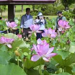 早朝に咲き誇る大輪のハス　栃木・つがの里で見頃　池一面に薄いピンク色