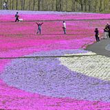 足元に広がる花のじゅうたん　市貝でシバザクラ見頃、モニュメントも設置