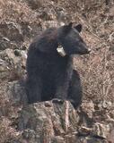 クマは道路を危険と認識？