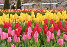 あしかがフラワーパークで春の花まつり