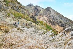 那須岳のススキ