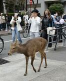 奈良公園から大阪へ放浪？