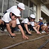 伝統工芸、触れるきっかけに　長沼小で「真岡木綿」の種まき　真岡