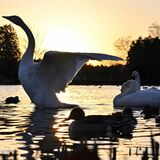 大田原・羽田沼でハクチョウ飛来ピーク　「大寒」の朝、寒風切り飛び立つ