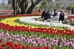 色とりどりのチューリップ
