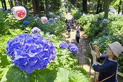鹿沼・磯山神社でアジサイ見頃