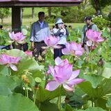 早朝に咲き誇る大輪のハス　栃木・つがの里で見頃　池一面に薄いピンク色