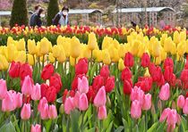 あしかがフラワーパークで春の花まつり