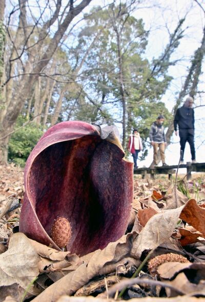 落ち葉の中から開花するザゼンソウ＝１日午前10時40分、大田原市北金丸