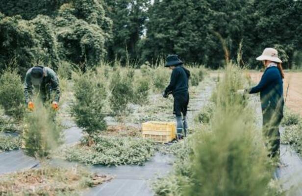 　コスメブランド「ＴＨＲＥＥ」のハーブ農園での収穫作業＝佐賀県唐津市（ＴＨＲＥＥ提供）