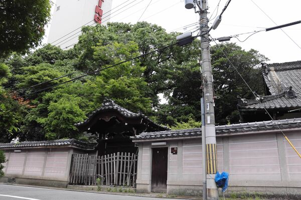 アオサギの巣立ちを見守るため、解体工事を中断した旧了徳寺跡。奥の木に巣がある＝京都市上京区