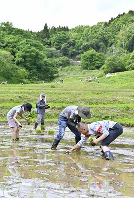 入郷石畑の棚田で田植えを楽しむ参加者たち