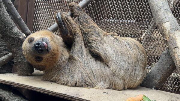 フタユビナマケモノのメスのボニー・アルバル（宇都宮動物園提供）