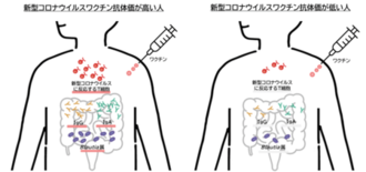 新型コロナウイルスワクチン抗体価の高い人の腸内環境の特長が明らかに、ワ…