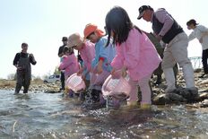 「元気に育ってね」　宇都宮・鬼怒川で園児ら稚アユ放流　友釣りシーズンへ