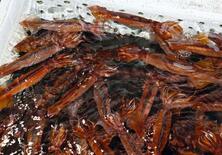 スルメイカ漁獲枠を大幅増へ