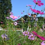 秋の訪れ告げるコスモス見頃　壬生・とちぎわんぱく公園