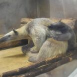 アリクイ赤ちゃん公開開始　那須どうぶつ王国　親子で仲むつまじく