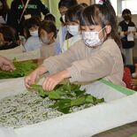 飼育学習へ蚕のお迎え式　「お世話がんばりたい」　小山・絹義務教育学校