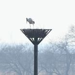 コウノトリのひな１羽死ぬ　小山・渡良瀬遊水地　親鳥による「間引き」か