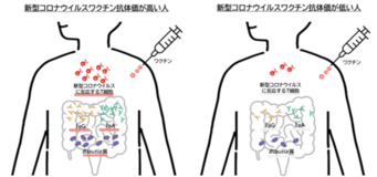 新型コロナウイルスワクチン抗体価の高い人の腸内環境の特長が明らかに、ワクチン効果の個人差解明にも寄与
