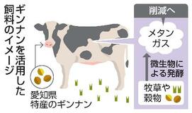 牛用ギンナン飼料でメタンガス減