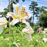 香り高く咲き誇る白　那須街道沿いでヤマユリ見頃