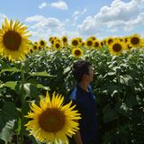 佐野にヒマワリの迷路登場　青空に映える７万本