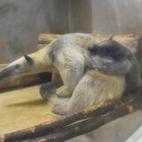 アリクイ赤ちゃん公開開始　那須どうぶつ王国　親子で仲むつまじく