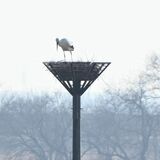 コウノトリのひな１羽死ぬ　小山・渡良瀬遊水地　親鳥による「間引き」か