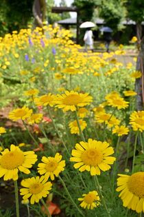 佐野でハーブ見頃