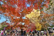 イチョウ輝く 足利の鑁阿寺