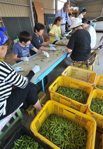 タンタンえだまめ出荷