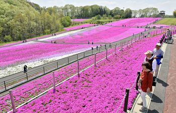 市貝でシバザクラ見頃 斜面に広がるピンクのじゅうたん｜県内主要,地域