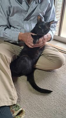 エブリパウディが永年預かり制度で預けている保護猫