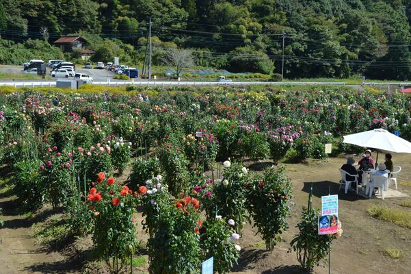 最盛期を迎えた「もてぎの森ダリア園」のダリア
