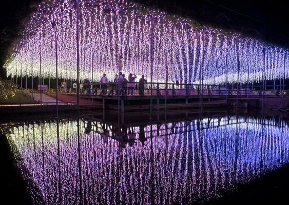 藤棚を幻想的に彩るあしかがフラワーパークのイルミネーション＝２０２４年１０月、足利市迫間町