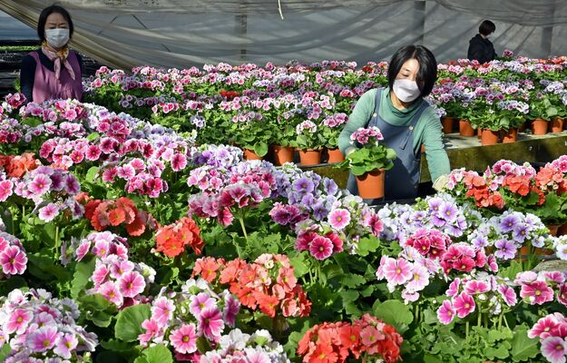 出荷が進むサクラソウ＝１３日午前１０時４０分、宇都宮市古田町