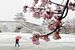 雪化粧した宇都宮城址公園で咲くカワヅザクラ＝８日午前７時45分、宇都宮市本丸町