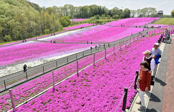 一面に広がる色鮮やかなシバザクラ＝22日午後０時５分、市貝町見上