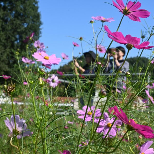 秋の訪れ告げるコスモス見頃 壬生・とちぎわんぱく公園｜県内主要,地域