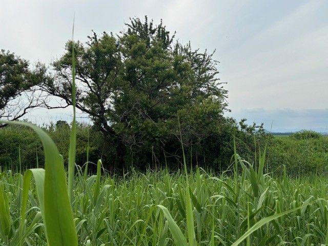 クマらしき動物が登っている姿が目撃された桑の木（栃木市提供）