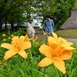 うつのみや遺跡の広場　ニッコウキスゲが見頃【動画】