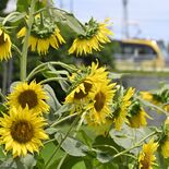 LRTとヒマワリ、黄色の競演　芳賀で見頃、沿線を彩る