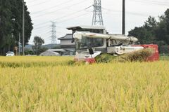 おいしい日本酒に　大田原で酒米「夢ささら」稲刈り